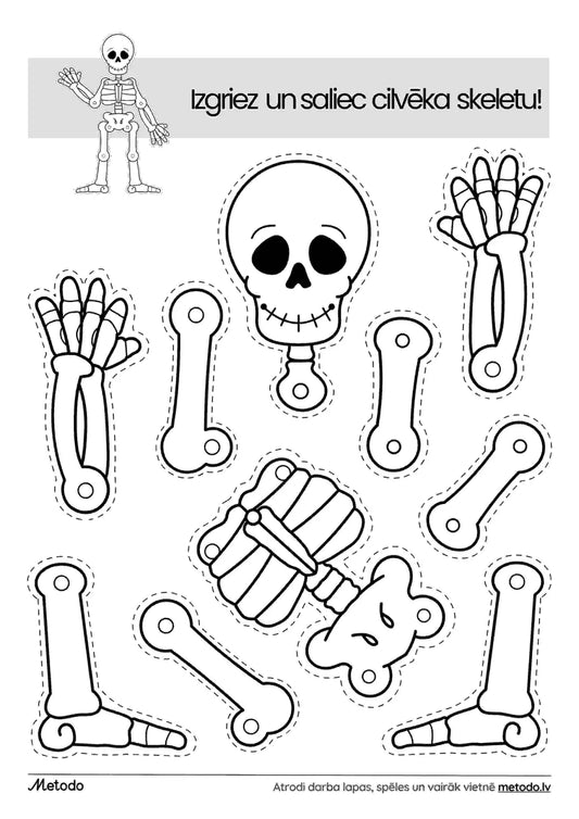 Cilvēka skelets - darba lapa metodo.lv