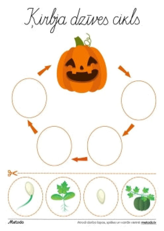 Ķirbja dzīves cikls - darba lapa metodo.lv