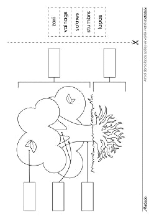 Koka uzbūve - darba lapas metodo.lv