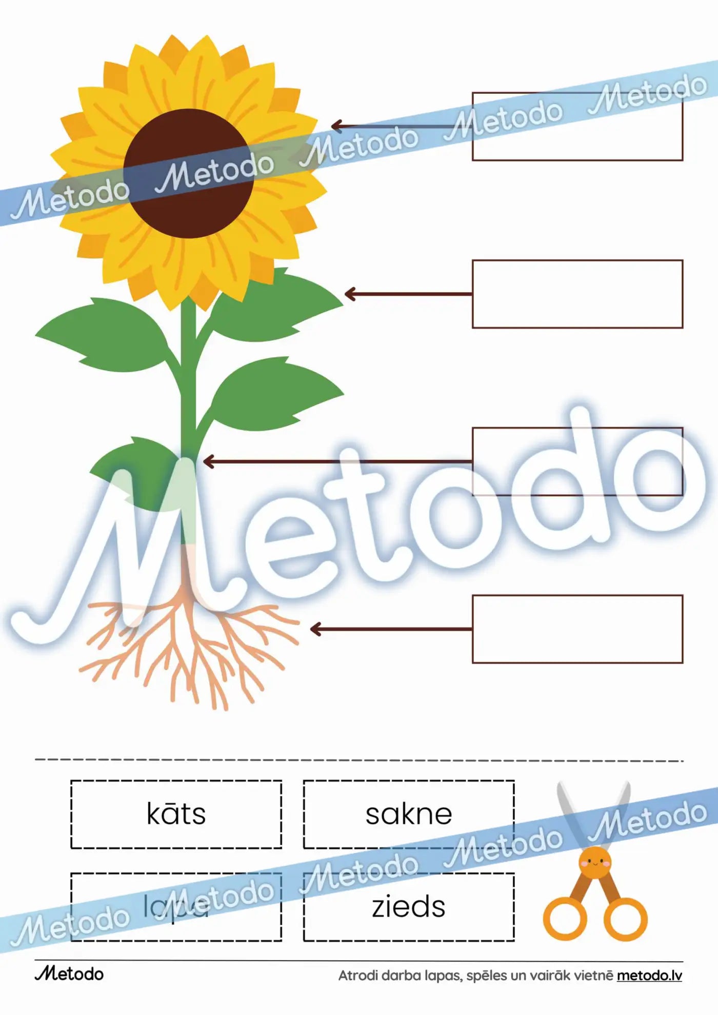 Saulespuķes uzbūve - darba lapa Metodo